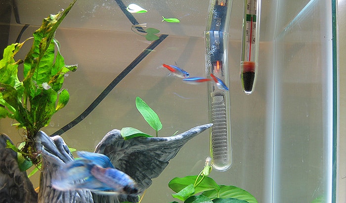 tetra fish tank setup
