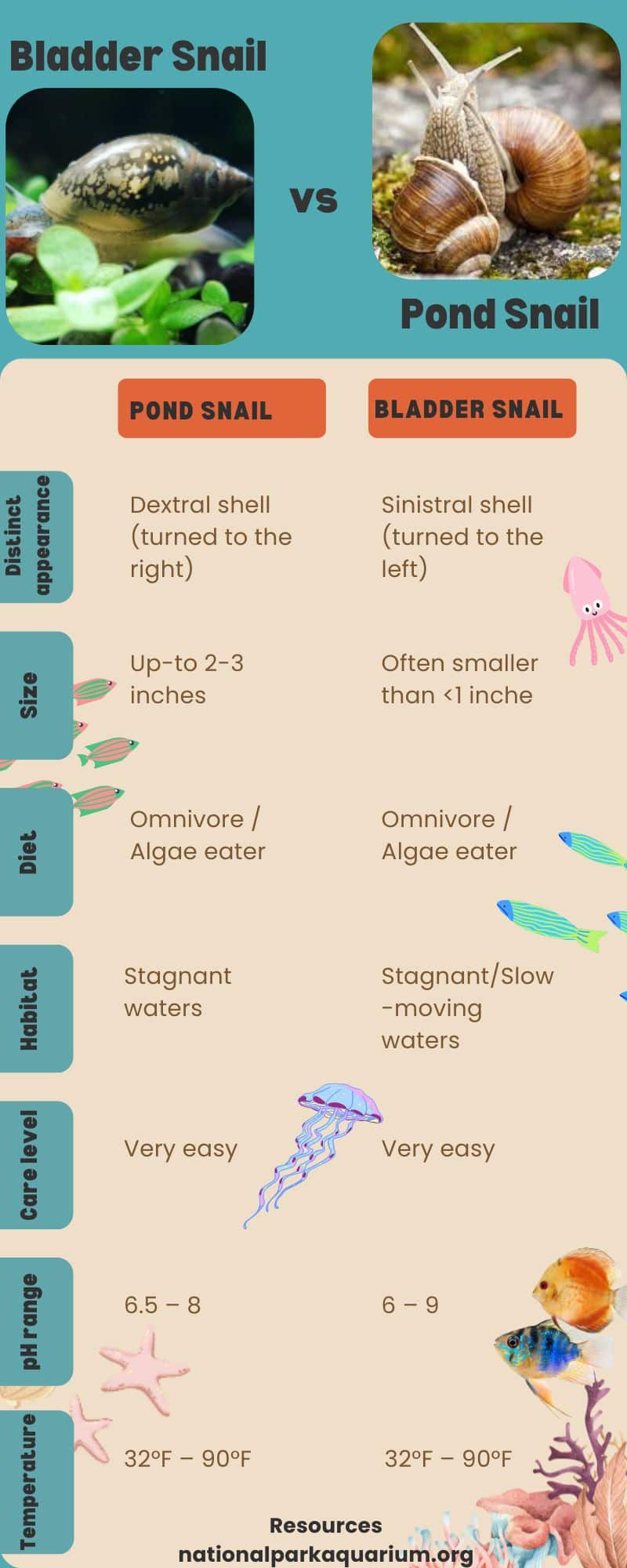 bladder snail vs pond snail