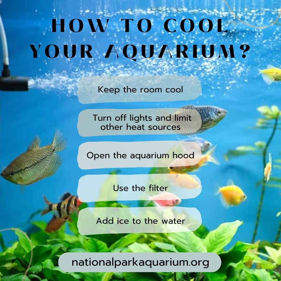 how to cool your aquarium