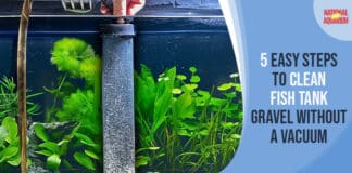 5 Easy Steps to Clean Fish Tank Gravel Without a Vacuum