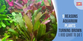 9 Reasons Aquarium Plants Turning Brown