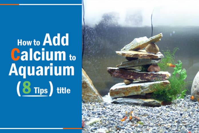 how to add calcium to aquarium