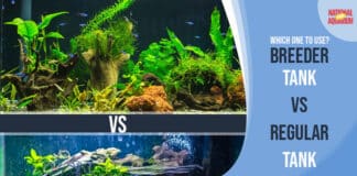 Breeder Tank vs Regular Tank: Which One to Use?