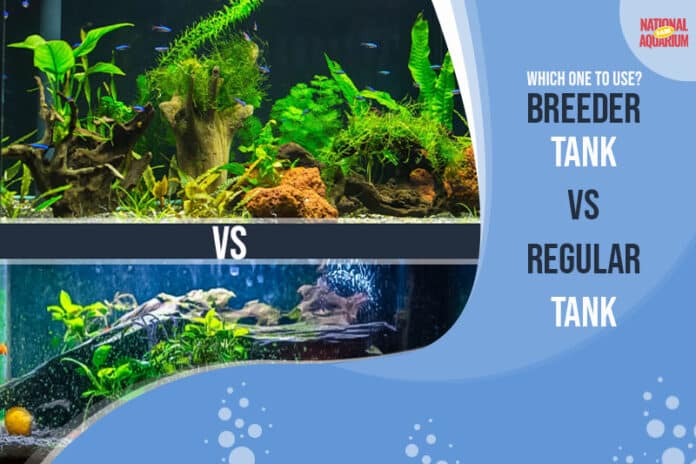 Breeder Tank vs Regular Tank: Which One to Use?