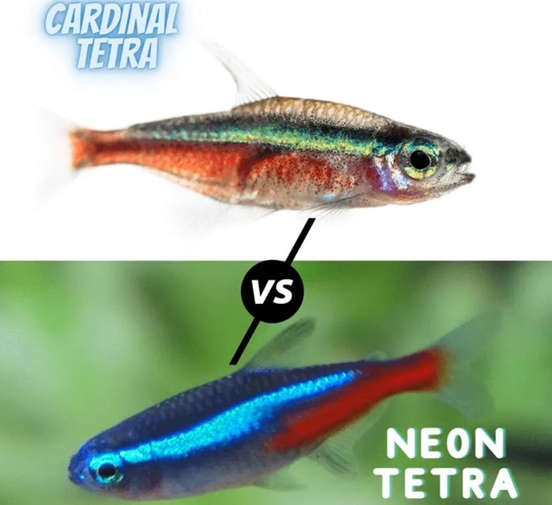 Neon Tetra and Cardinal Tetra Origin