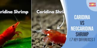 Caridina vs Neocaridina Shrimp Comparison