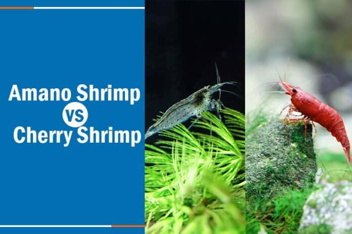 Cherry Shrimp vs Amano Shrimp