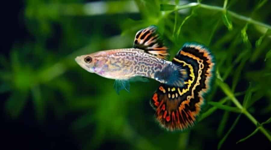 Appearance and Characteristics of guppy