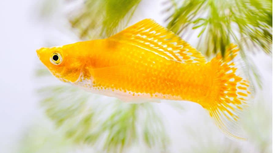 Color, Shape, Fins, and Gender Differences of Molly Fish