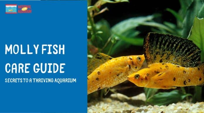 Molly Fish Care Guide: Secrets to a Thriving Aquarium