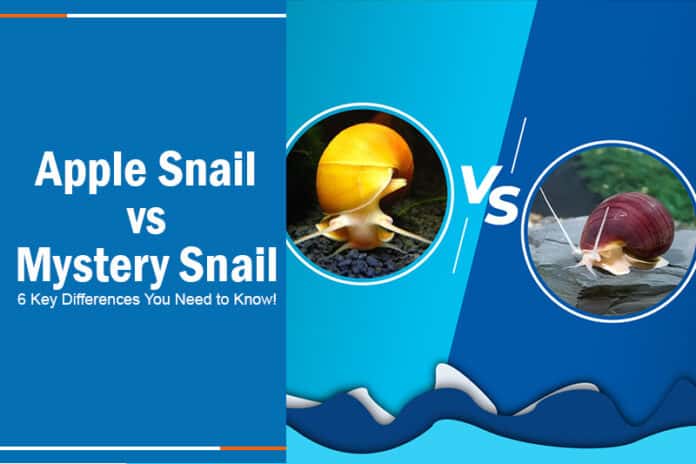 Mystery snails vs apple snails the same