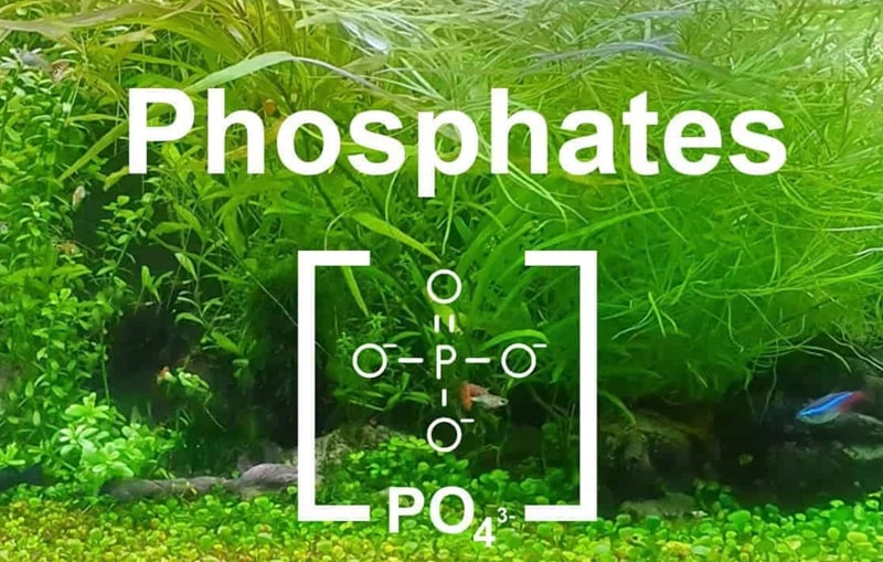 High Phosphate Level Can Your Plants To Wilt