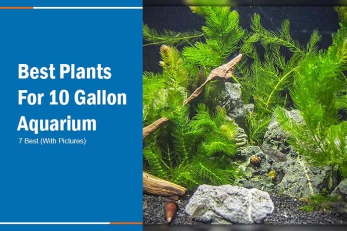 best plants for 10 gallon aquarium