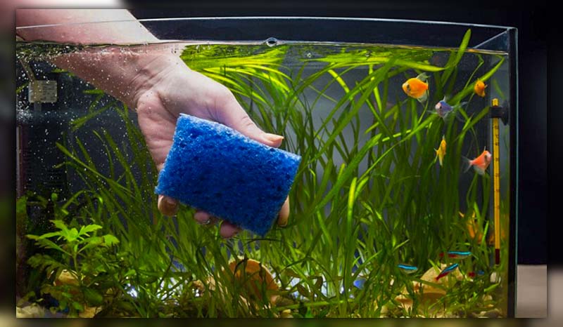 how to clean aquarium glass inside 