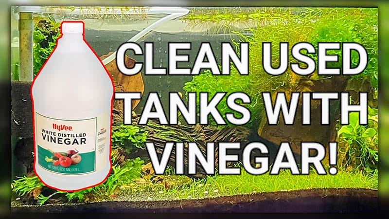 vinegar cleaning fish tank