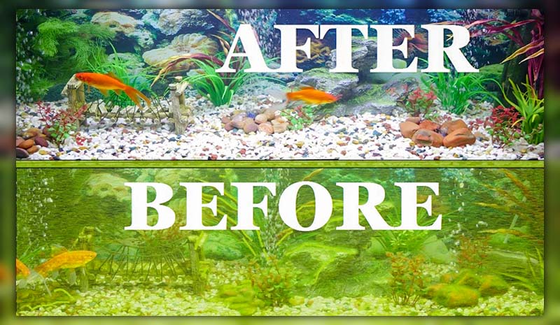 cleaning a fish tank with vinegar