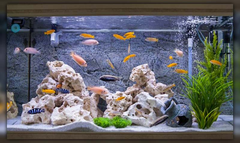how many fish can go in a 10 gallon tank 