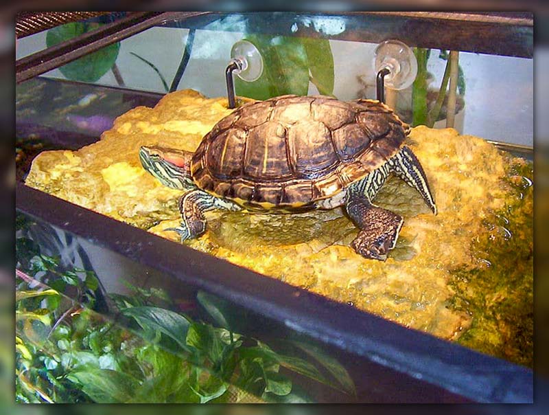 10 gallon tank for turtle 