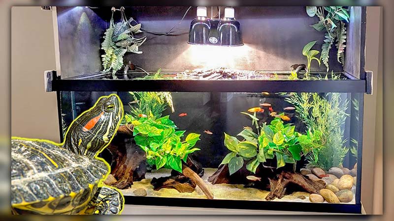 10 gallon turtle tank setup 