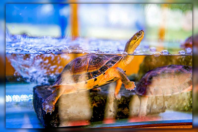 turtle live in a 10 gallon tank
