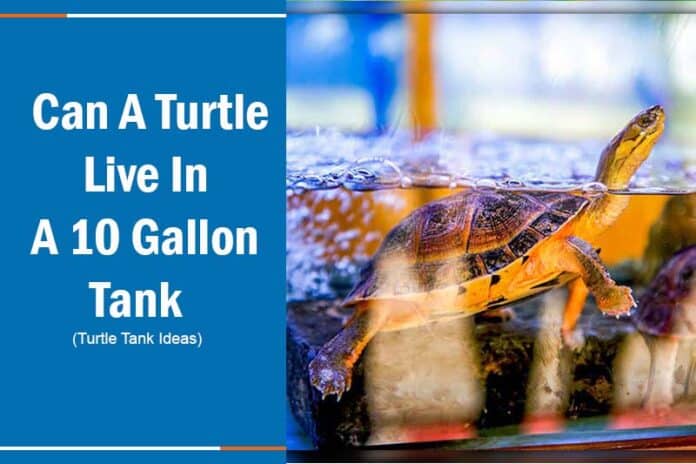 turtle in 10 gallon tank