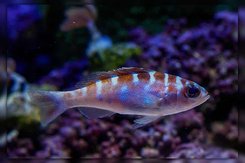 Chalk Bass best fish for 10 gallon aquarium