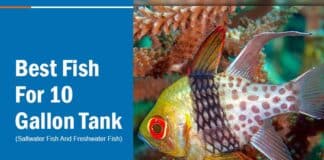 best fish for 10 gallon tank