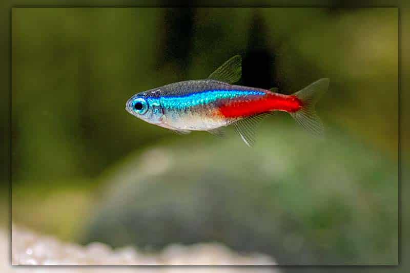 Neon Tetra schooling fish