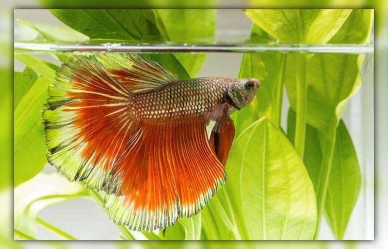 how to train a betta fish