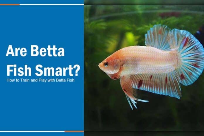 how smart are betta fish