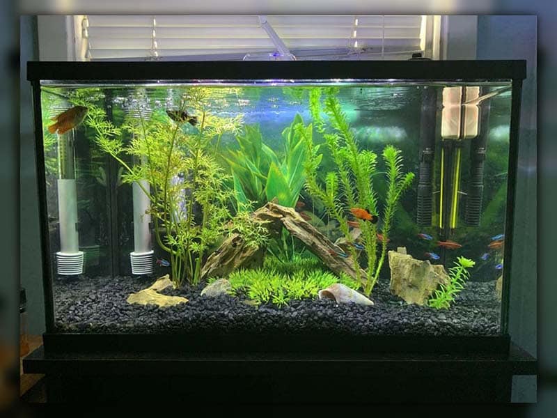 Add the greenery for a cooler tank