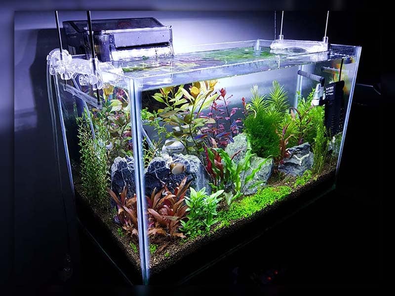 Create the best environment for your fish with a filter and heater