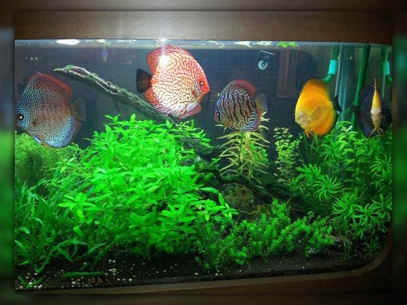 Choose carefully which fish to add to your 10-gallon aquarium