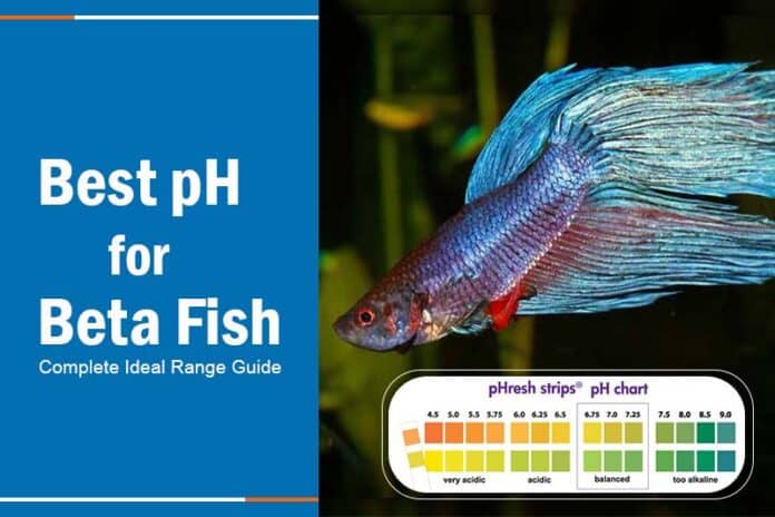 betta fish ph levels