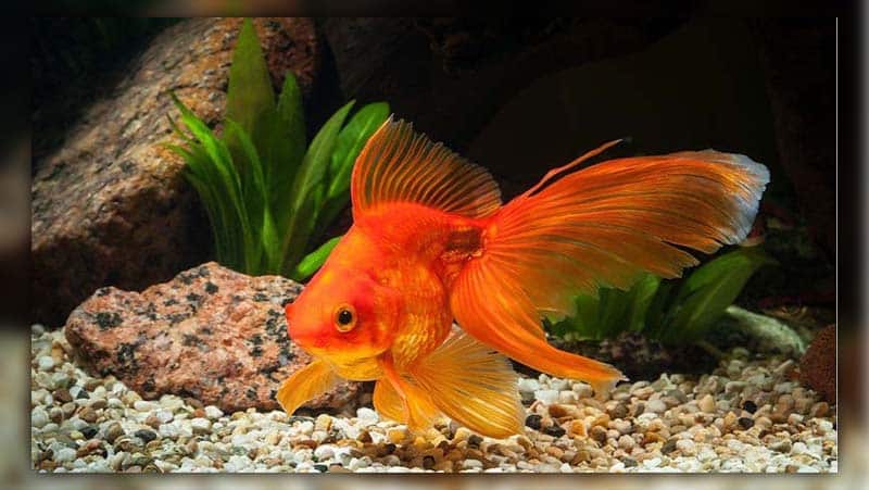 Goldfish Betta Fish Tank Mates to Avoid