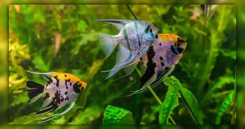 Angelfish Tank Mates to Avoid
