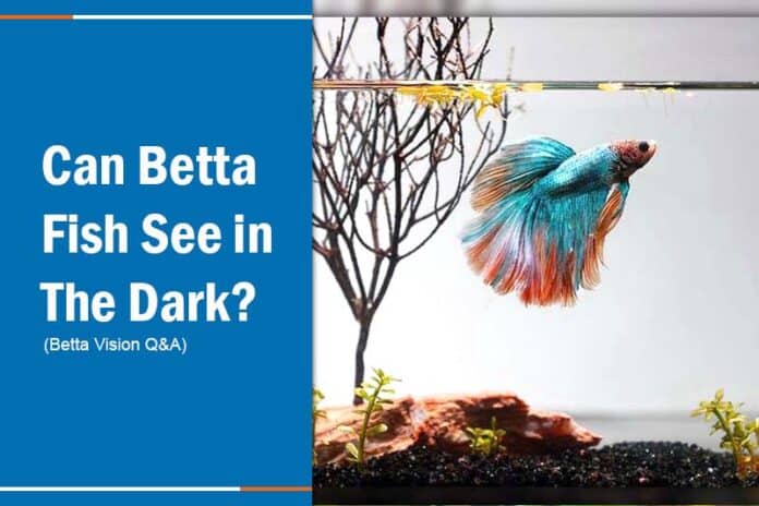 do betta fish like the dark