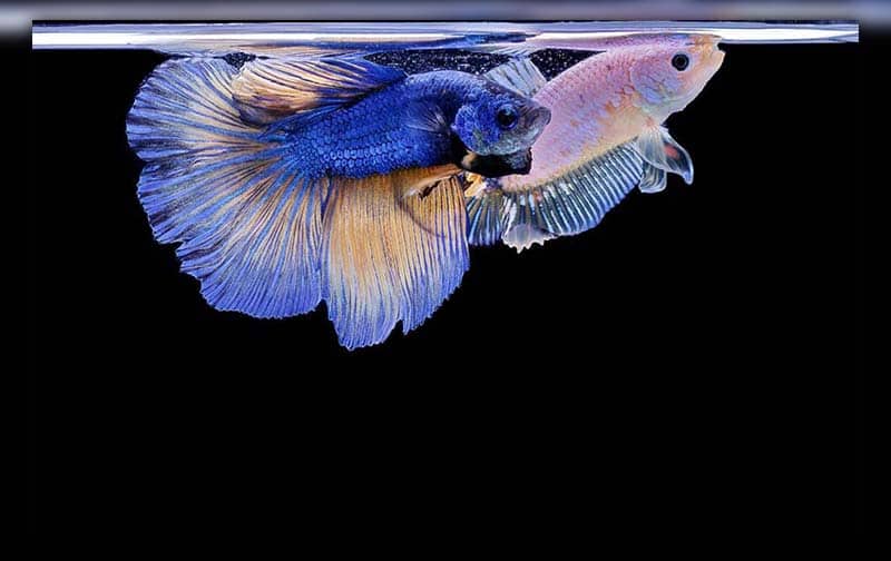 can betta fish live together