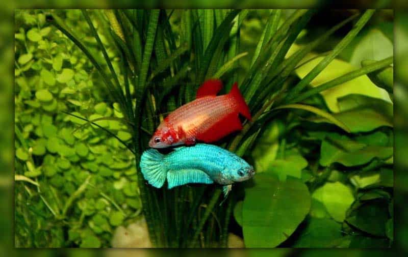 can male and female betta fish live together