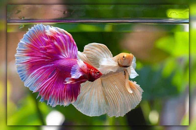 can 2 female betta fish live together