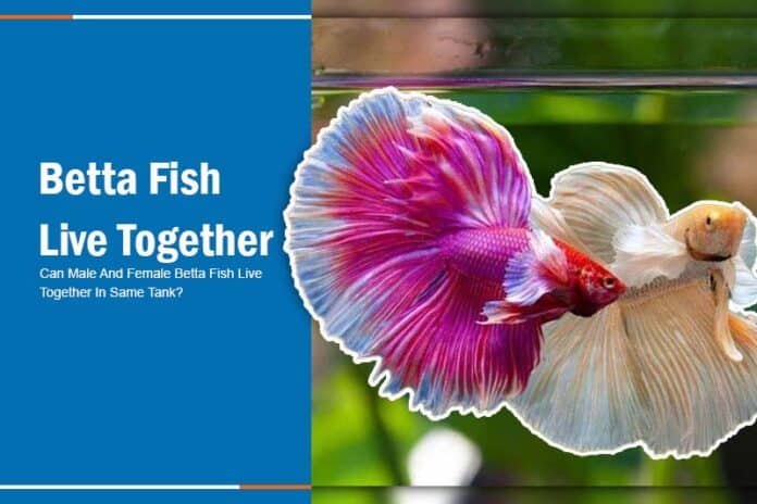 can two betta fish live together