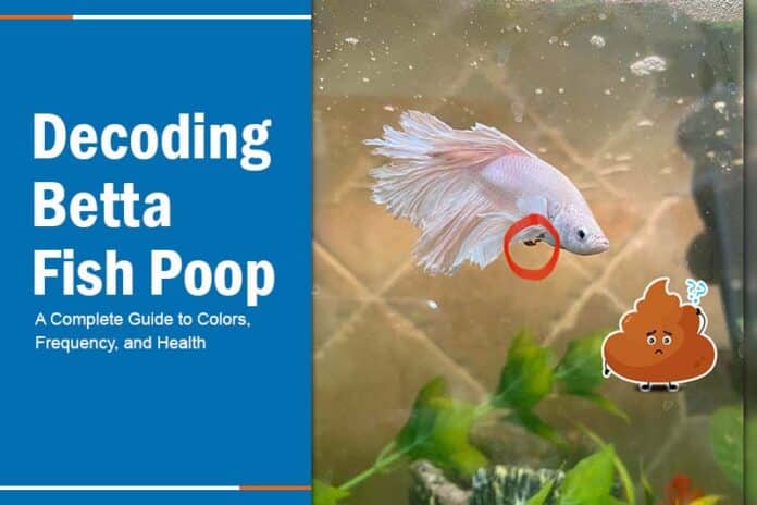 betta fish poop