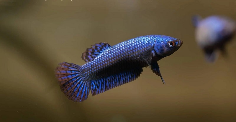female alien betta fish