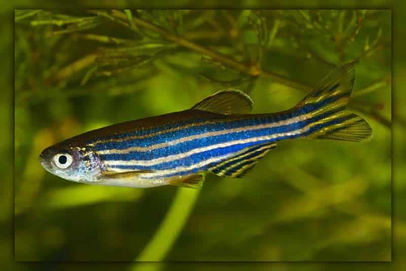 Zebra Danios fish for 20 gallon aquarium