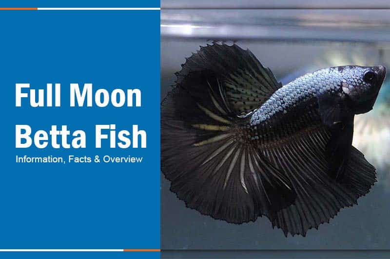 Full Moon Betta Fish: Information & Overview (With Pictures)