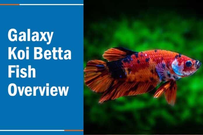 Galaxy Koi Betta Fish: Overview, Color Variant and More