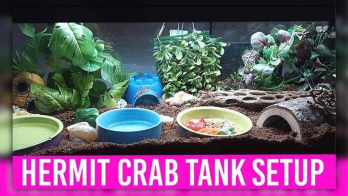 hermit crabs in a 10 gallon tank