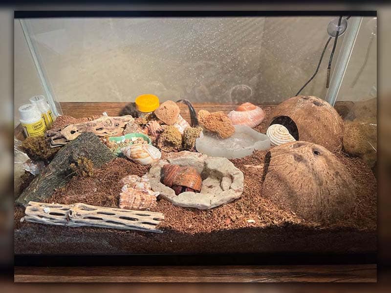 Add a Substrate for hermit crab habitat