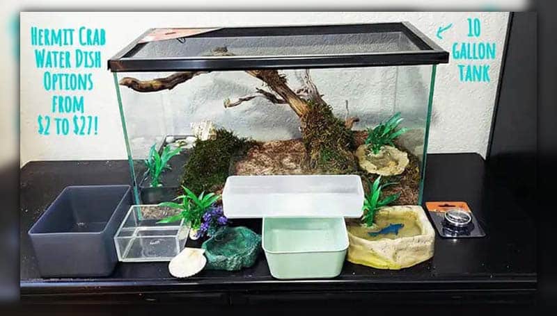 10 gallon tank for hermit crabs
