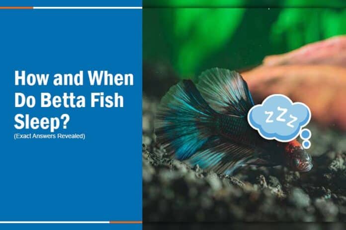 betta fish sleeping